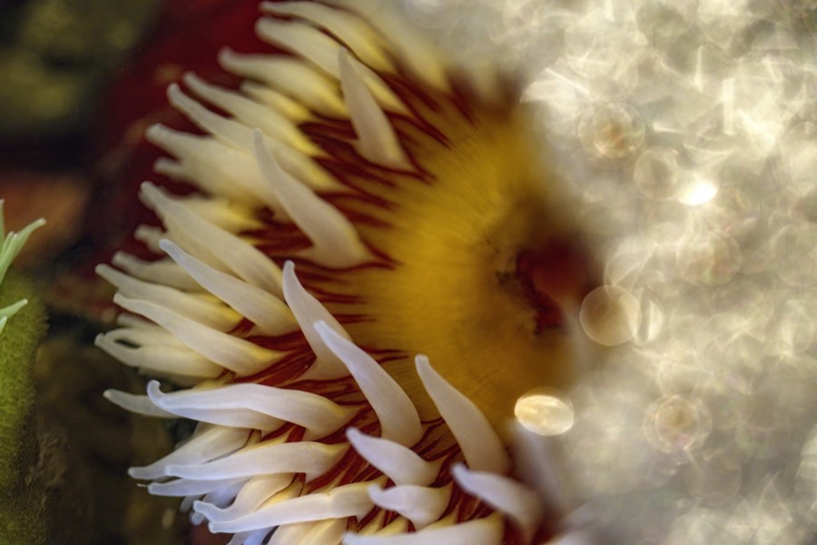 A close-up of a sea anemone