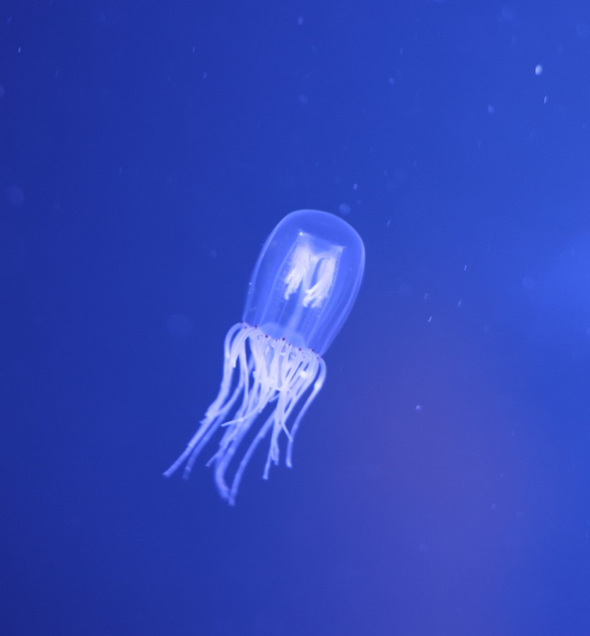 A glowing jelly