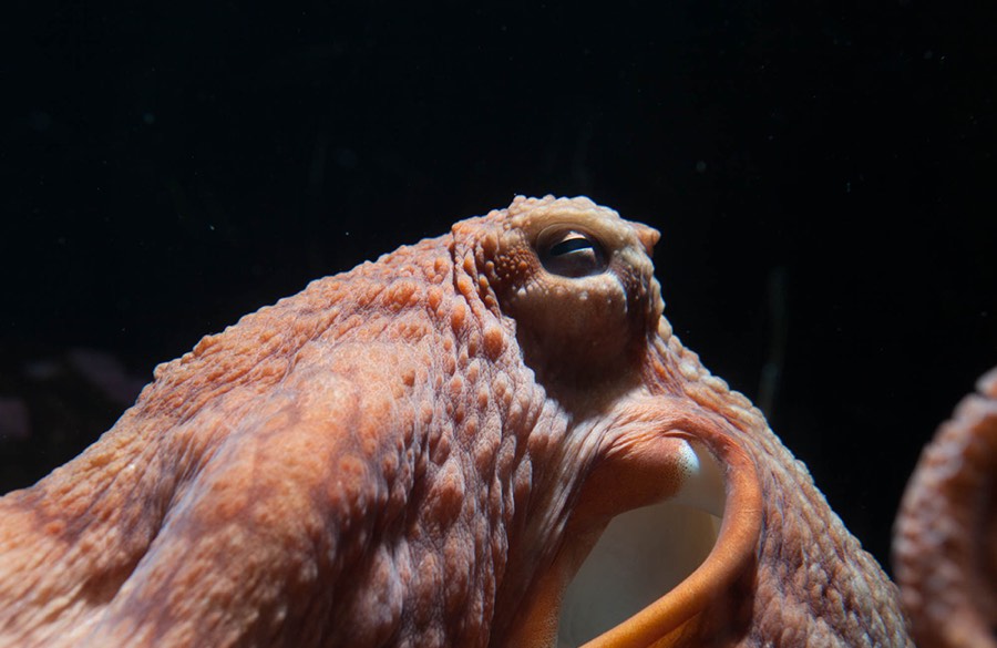Giant Pacific octopus
