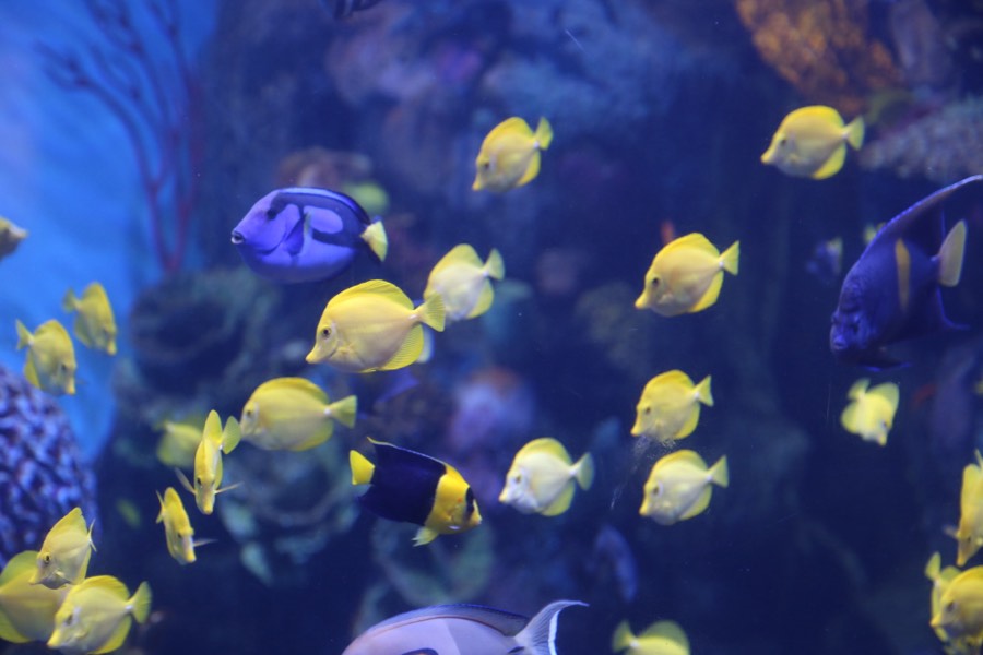 A school of bright reef fish